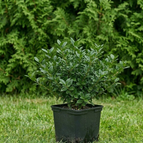 Бирючина обыкновенная Атровиренс купить