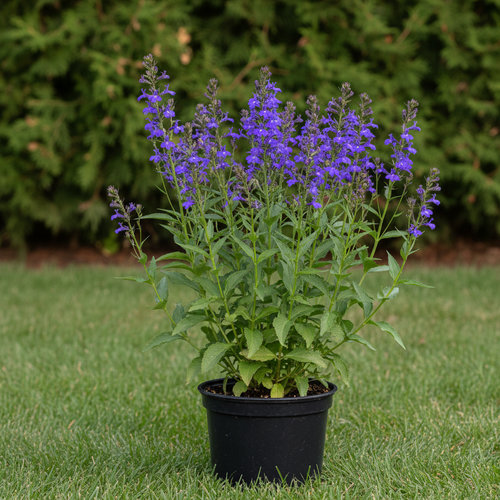 Лобелия синяя  купить