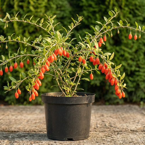 Годжи Ягоды Нью Биг купить