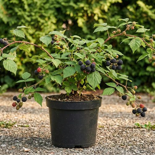 Малина Кумберленд черноплодная купить