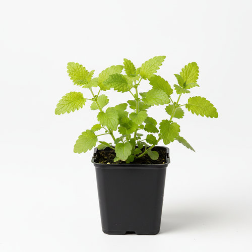 Мелисса лекарственная в ассортименте купить