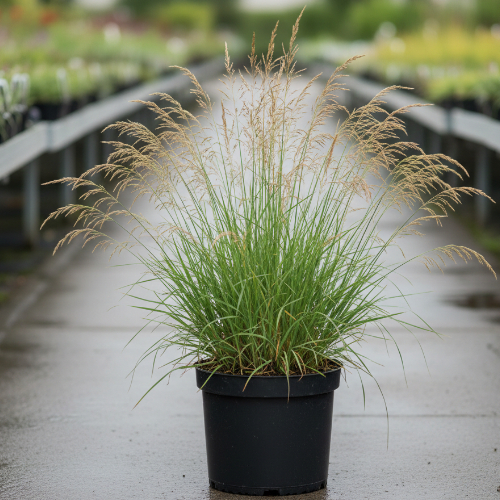 Молиния голубая Хайдебраут купить