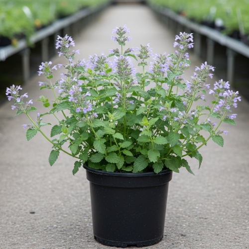 Котовник Фассена купить