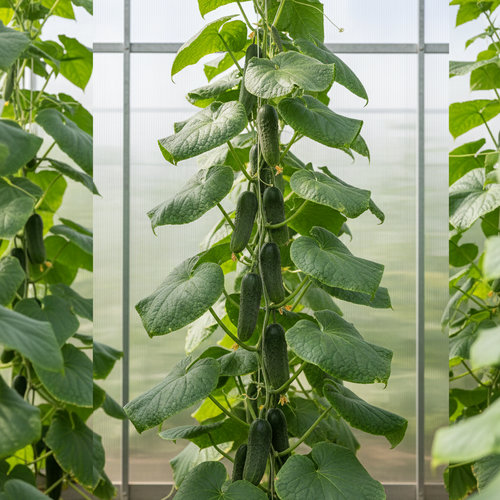 Огурец Аромат лета купить