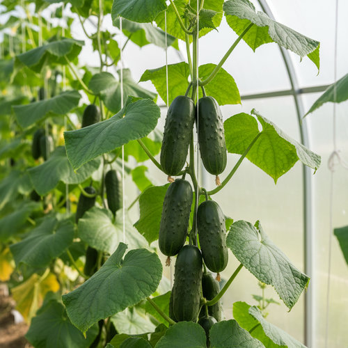 Огурец Азамат купить