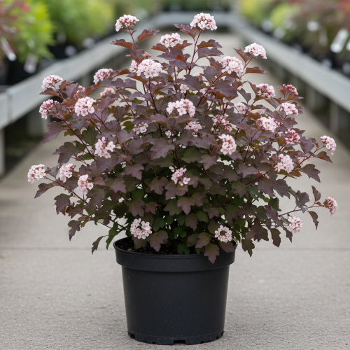 Пузыреплодник калинолистный Леди в красном купить