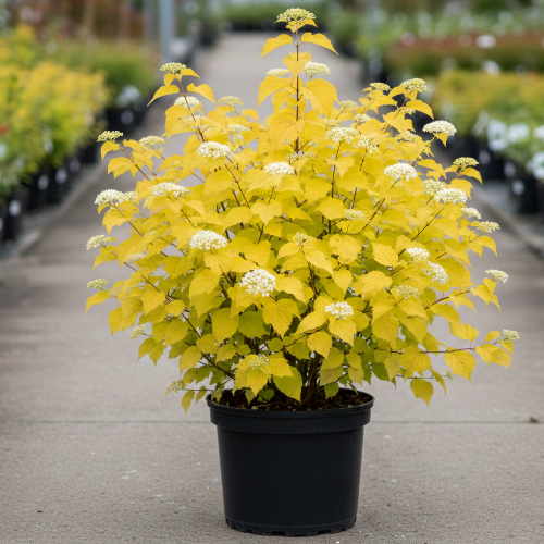 Пузыреплодник калинолистный Наггет купить