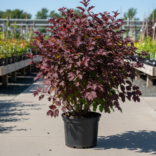 Пузыреплодник калинолистный Саммер Вайн купить