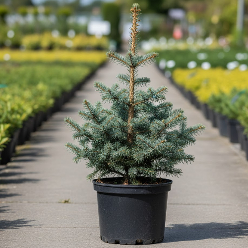 Ель колючая Лаки Страйк купить