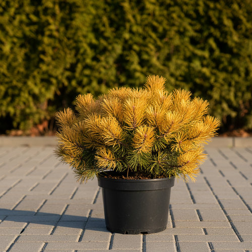 Сосна горная Литтл Голд Стар купить