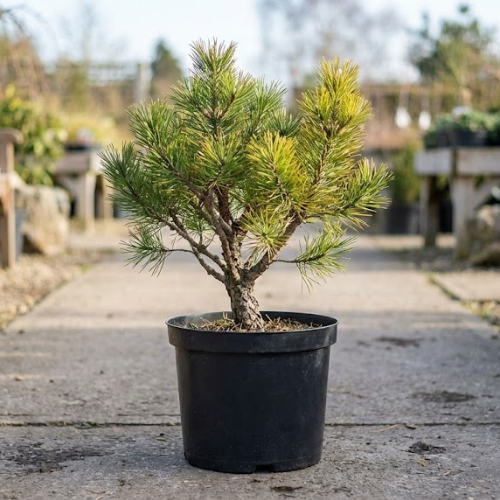 Сосна горная Офир купить