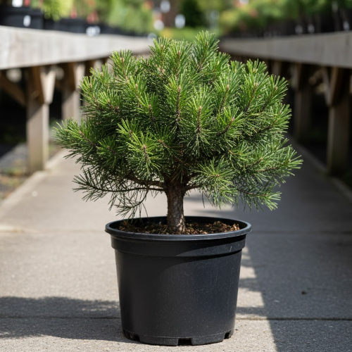 Сосна горная Пикобелло купить