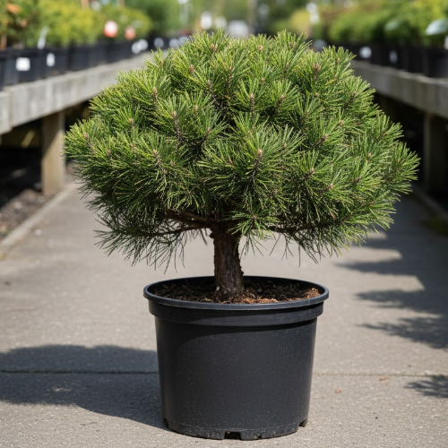 Сосна горная Варела купить