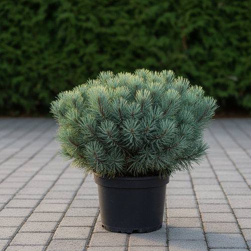 Сосна веймутовая Блю Шаг купить