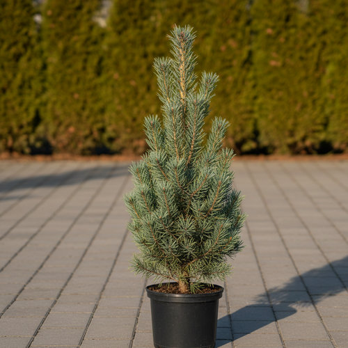 Сосна обыкновенная Фастигиата купить