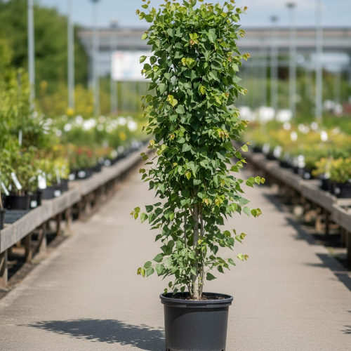 Тополь черный Итальянский купить