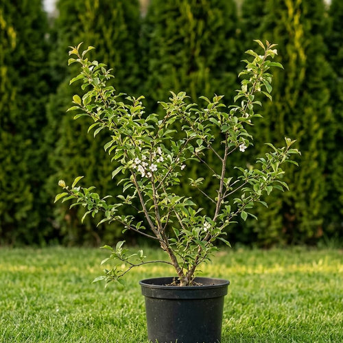 Слива растопыренная Мираболана купить