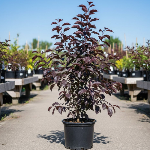 Слива растопыренная Нигра купить