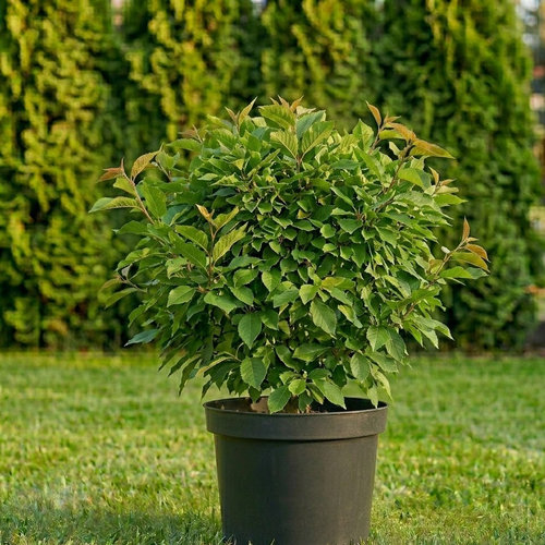 Вишня шаровидная купить