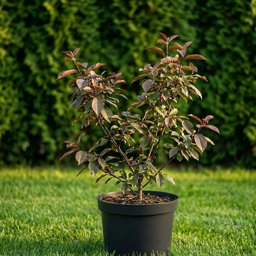 Черемуха обыкновенная Колорадо купить