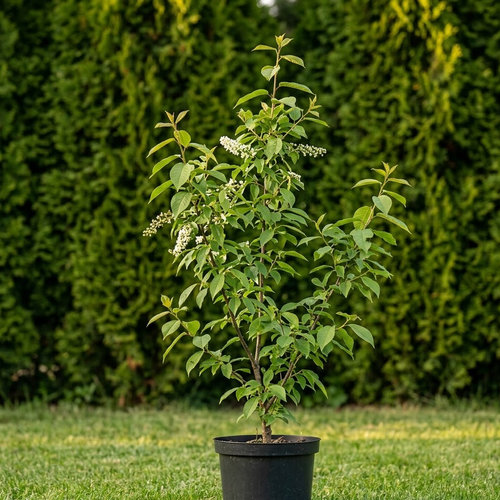 Черемуха обыкновенная Тилфорд купить