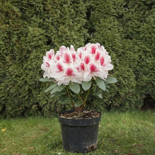 Рододендрон гибридный Белами купить