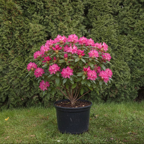 Рододендрон гибридный Wine and Roses купить