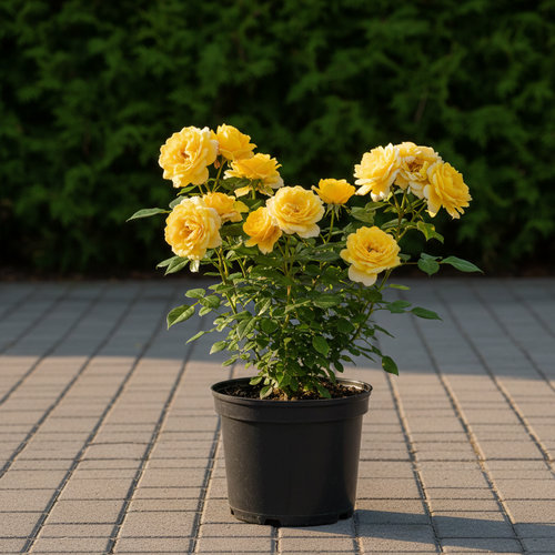 Роза Флорибунда Артур Белл купить