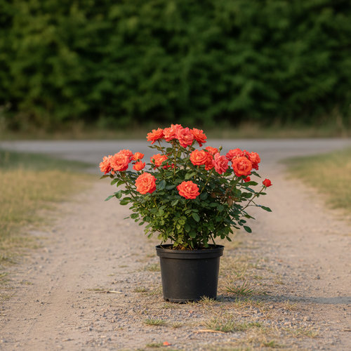 Роза Флорибунда Ветра купить
