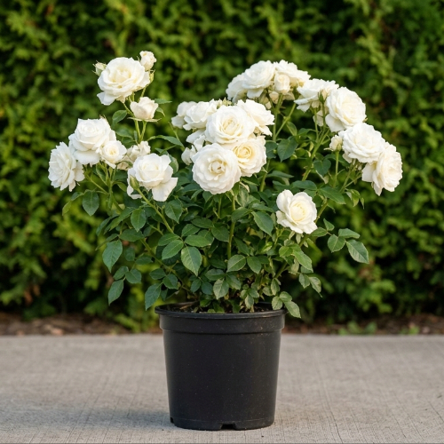 Роза Флорибунда купить