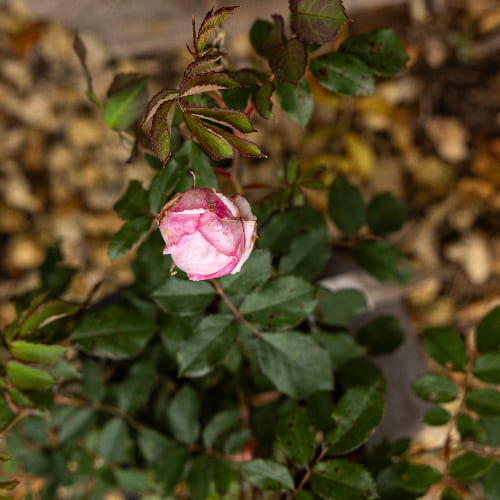 Роза английская душистая Бардолино (Алан Тичмарш) купить