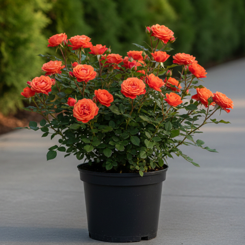 Роза миниатюрная Файер Данс купить