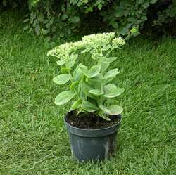 Очиток видный Брилиант купить