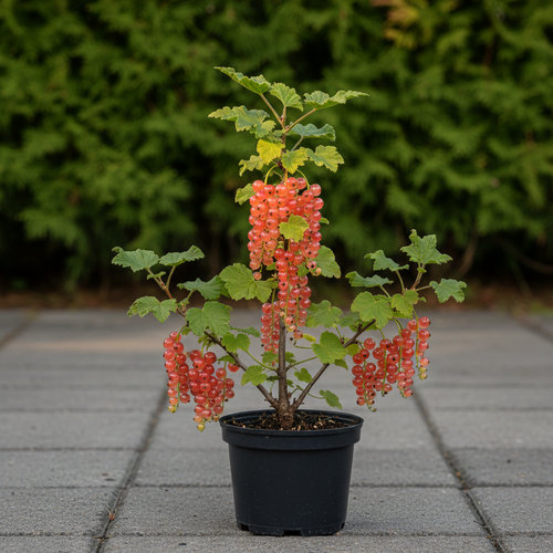 Смородина красная Голландская розовая купить