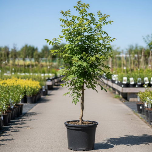 Рябина промежуточная  купить