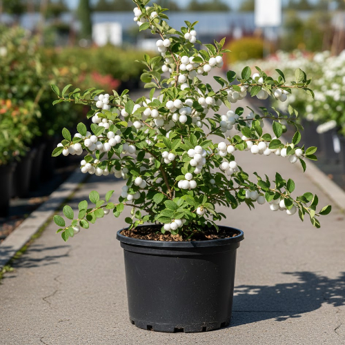 Снежноягодник белый купить