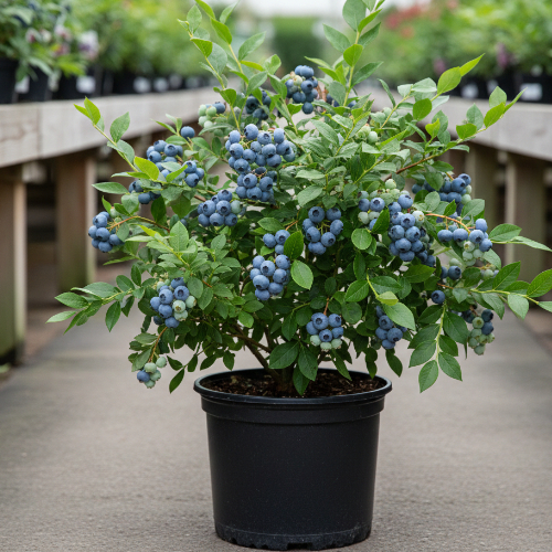 Голубика высокорослая Дэнис Блю купить