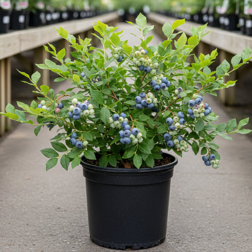 Голубика высокорослая Ласт Колл купить