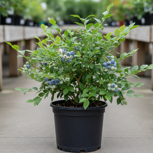 Голубика высокорослая Легасу купить