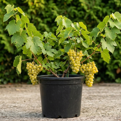 Виноград Бианка купить