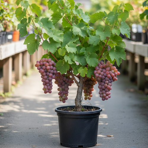 Виноград Дарья купить