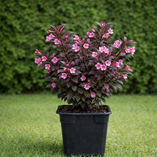 Вейгела цветущая Минор Блэк купить