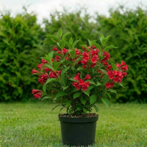 Вейгела гибридная Боскоп Глори купить