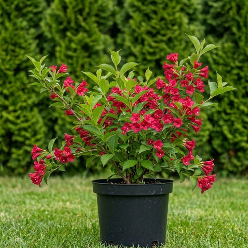 Вейгела гибридная Ред Принс купить