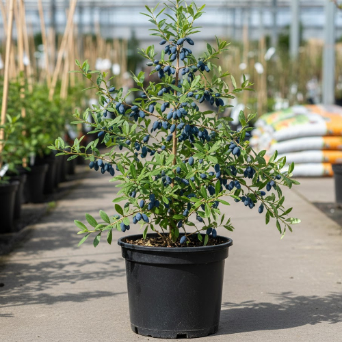 Жимолость Павловская купить